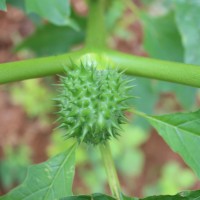 Datura stramonium L.